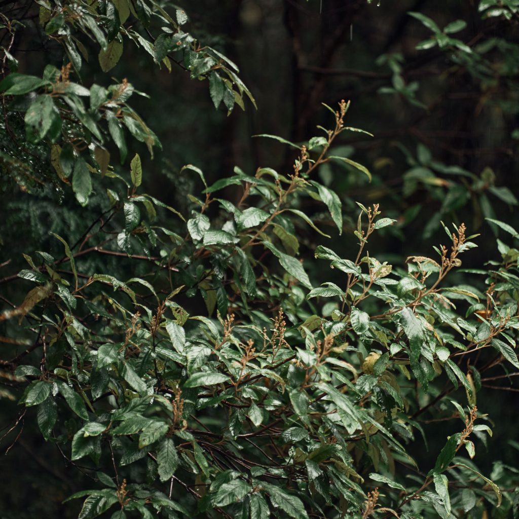 The leaves of a native tree in the rainforest.